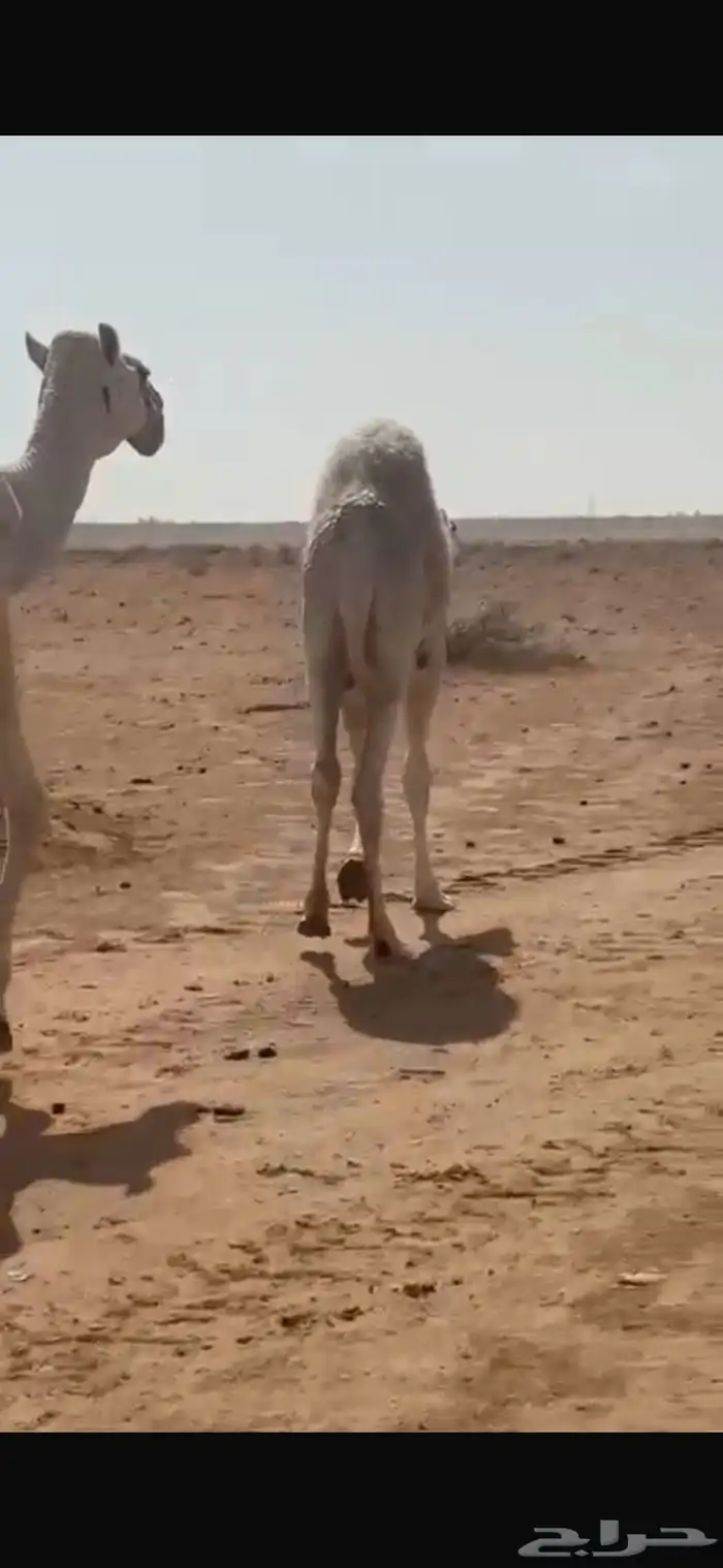 بكرة وقعود للبيع 1