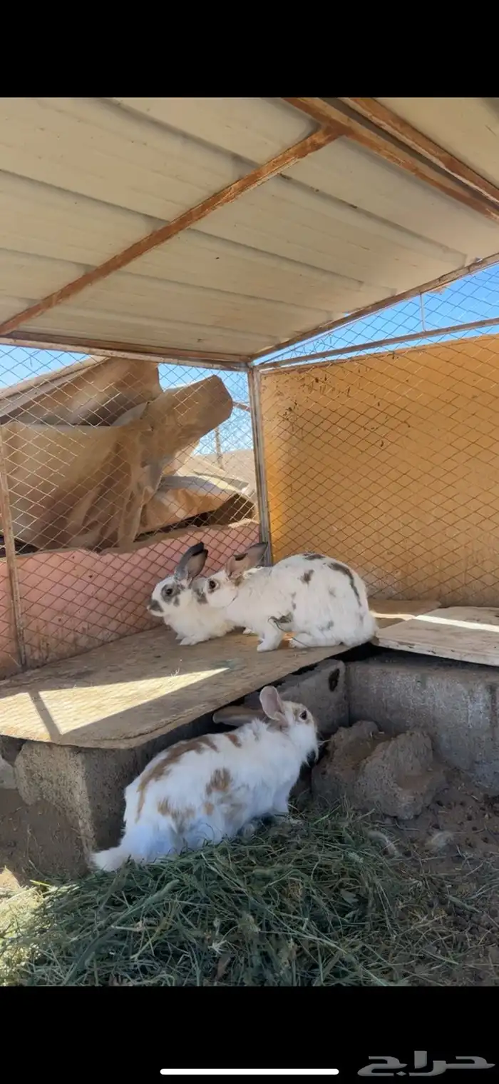 ارانب منتجه بابيون 7