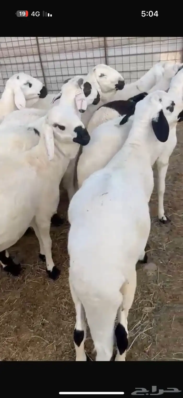 سواكن مرابي 3