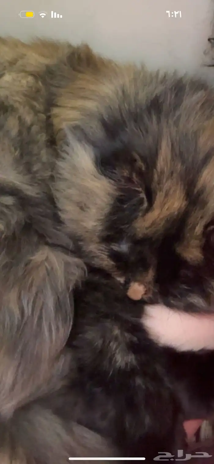 قطة شيرازية 5