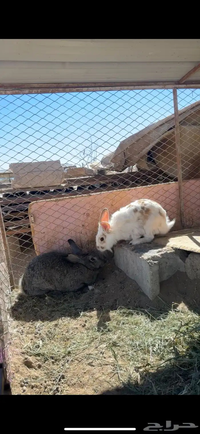 ارانب منتجه بابيون 6