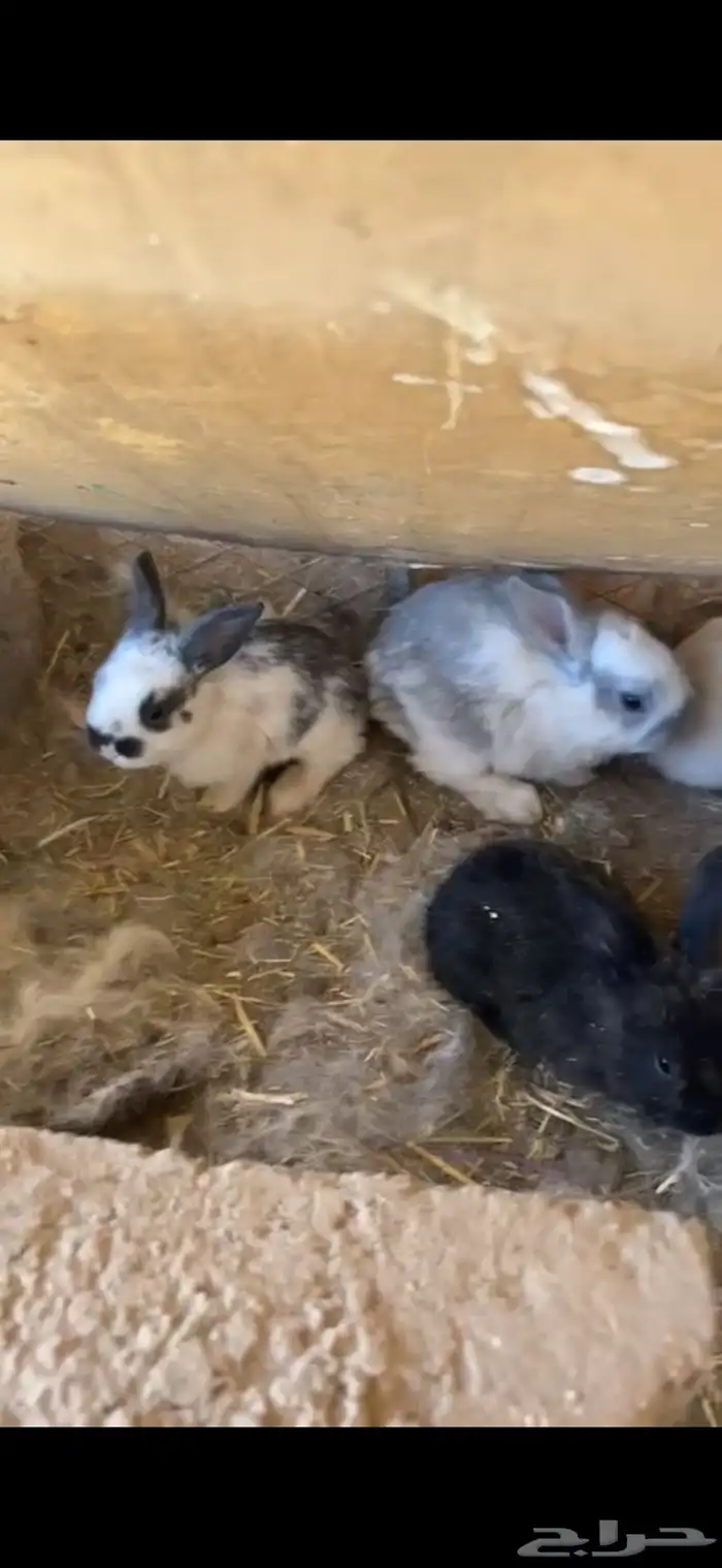 ارانب منتجه بابيون 1