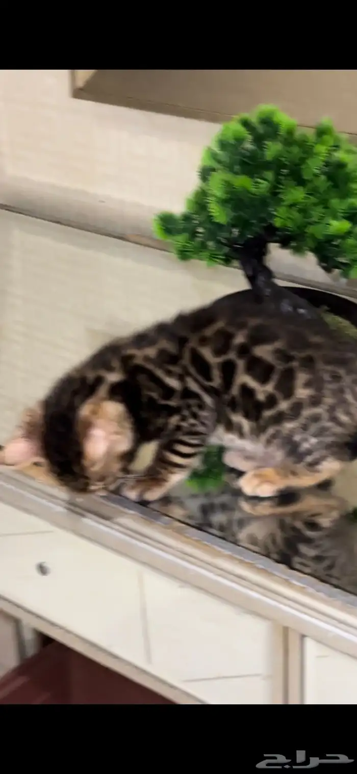 قطط بنغال للبيع مستوى اكثر من قوي ماشاء الله 17