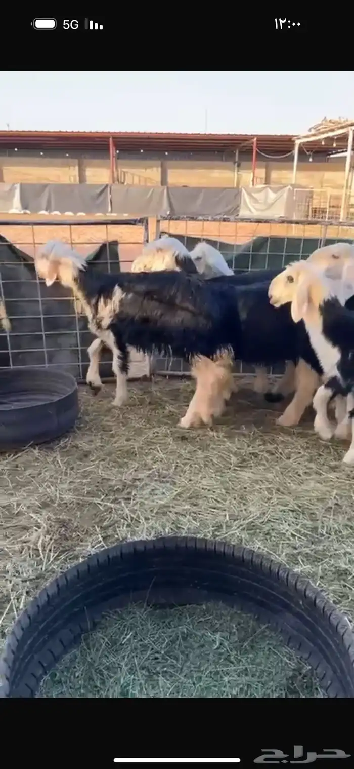 عرض بيع رخل نجد 1