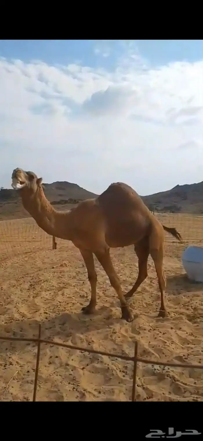 بعير ساحلي احمر مشروط من جميع العذاريب 0