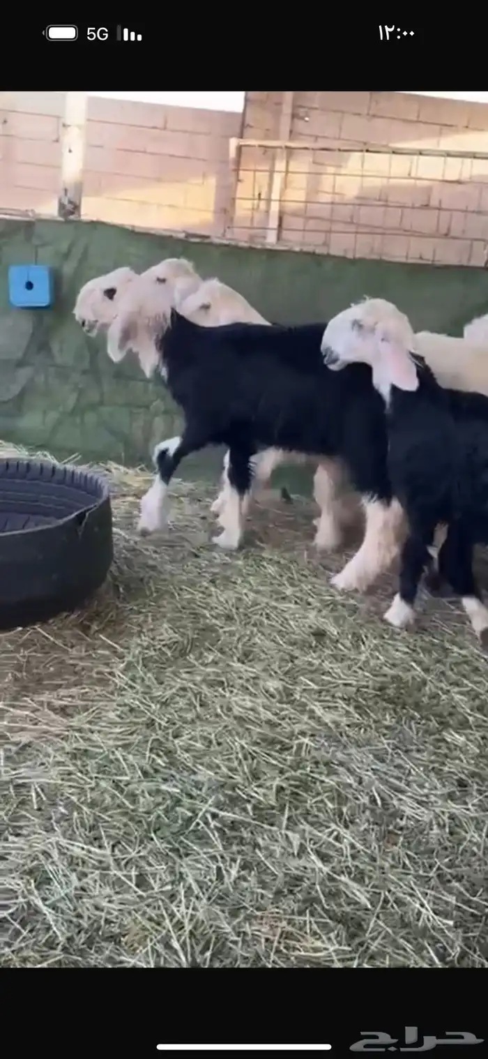 عرض بيع رخل نجد 0