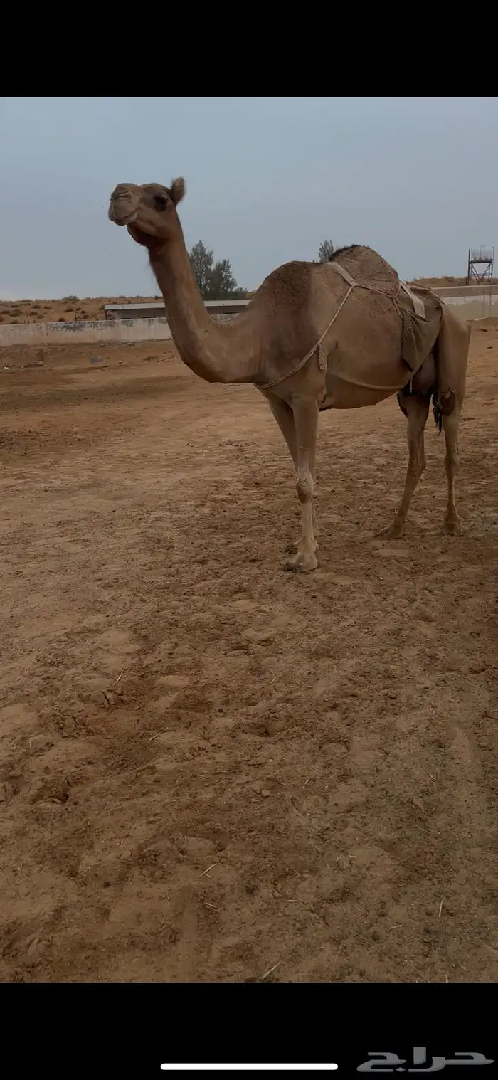 خلفه منيحه مسوح 0