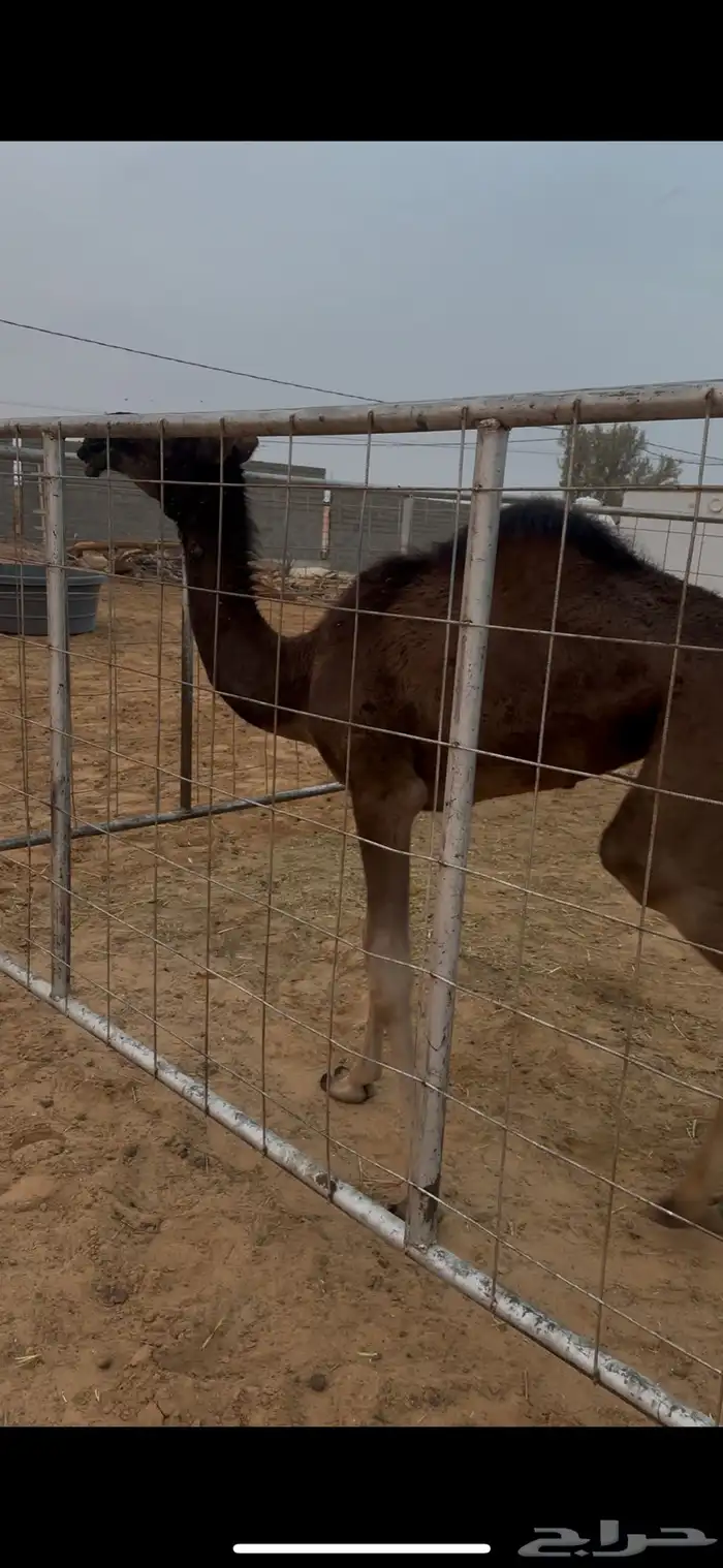 خلفه منيحه مسوح 2