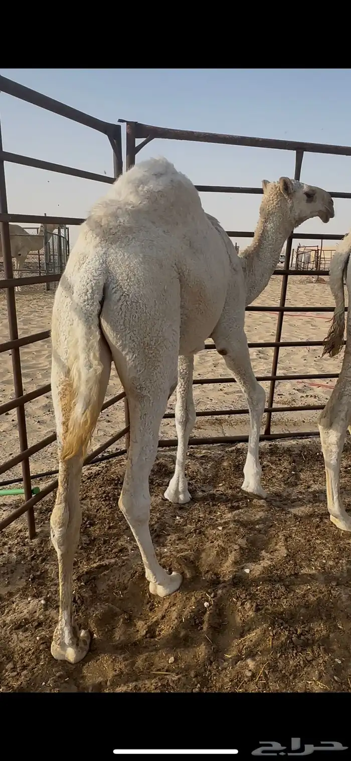 بكره طيبه كفو 2