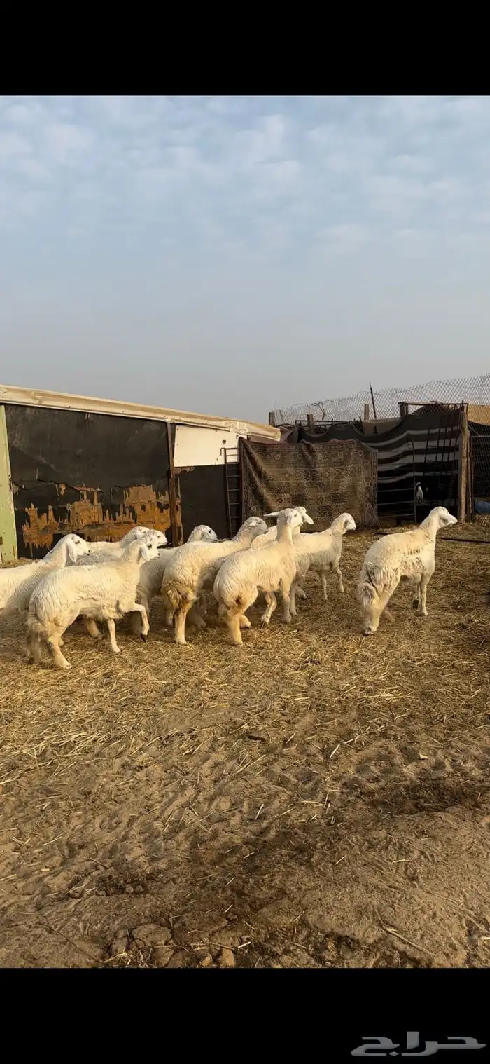 جذعات حريات صنف 3