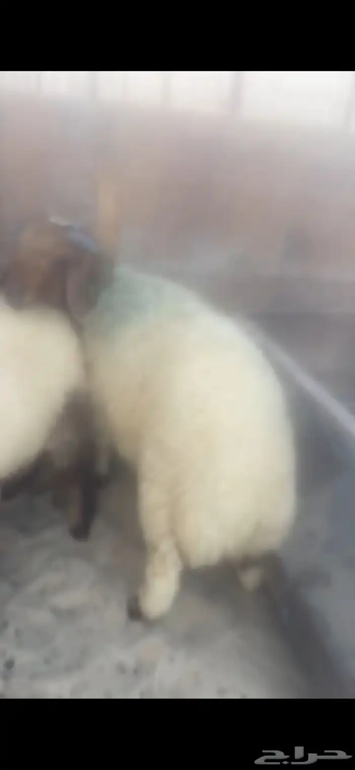 خرفان نعيم للبيع الدمام 2