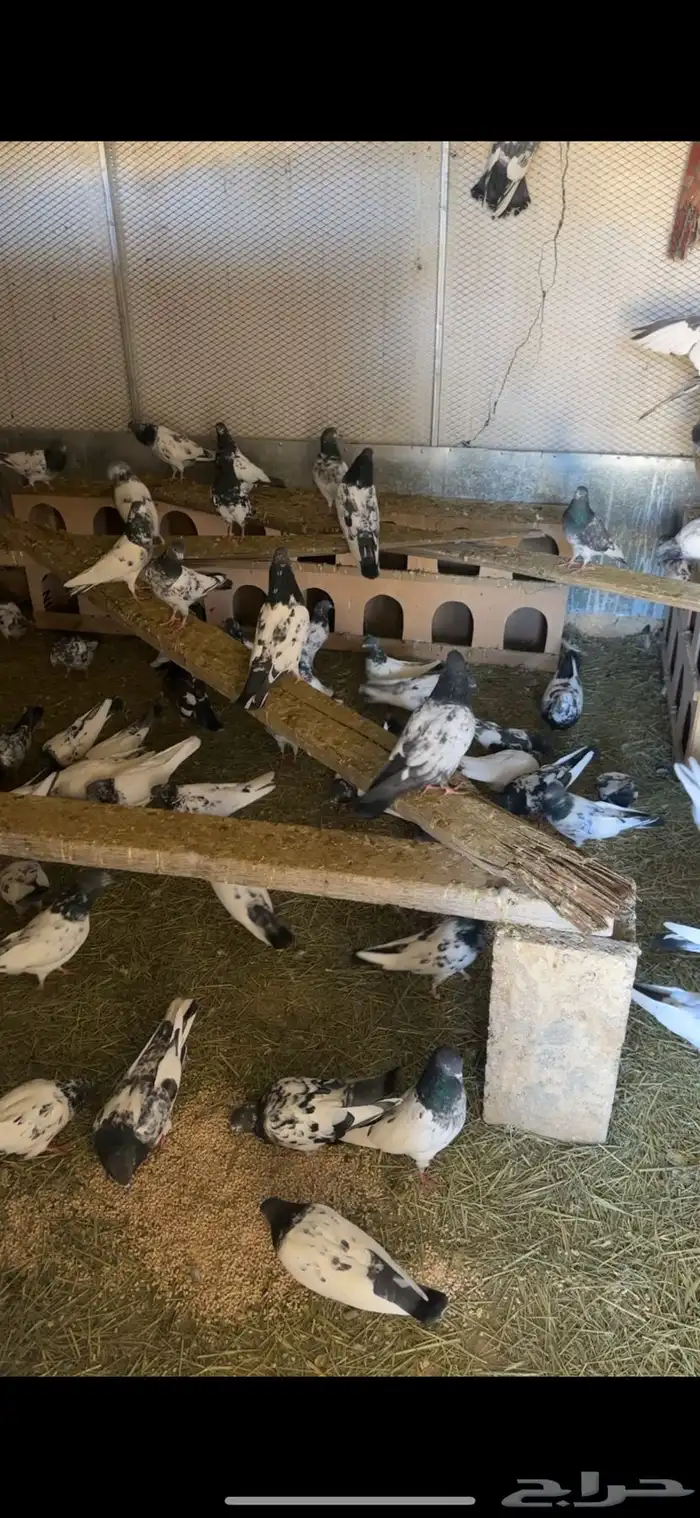 حمام باكستاني نقشه وحده 0