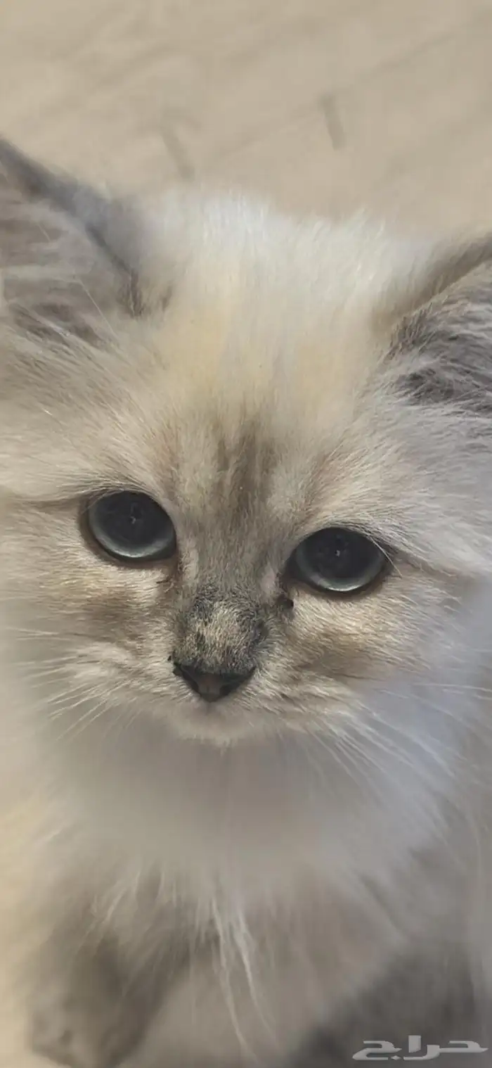 قطوه للتبني عمرها 6 شهور 0