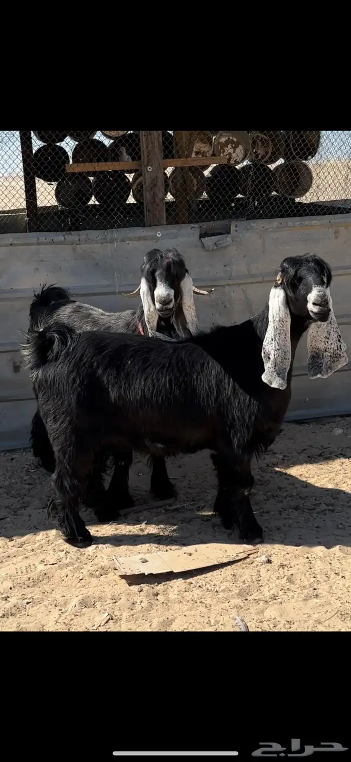 معزا عوارض دفيع طيبة 5