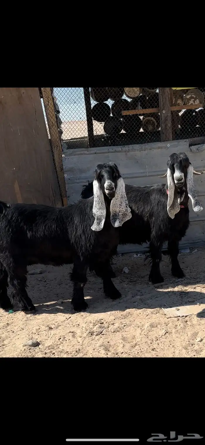 معزا عوارض دفيع طيبة 1