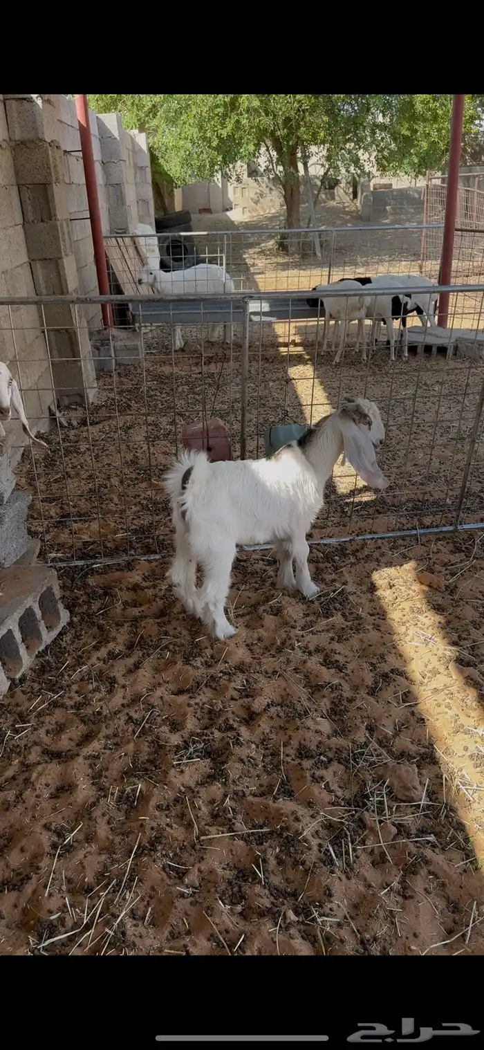 للبيع خروفين حري وتيسين لبانيات 1
