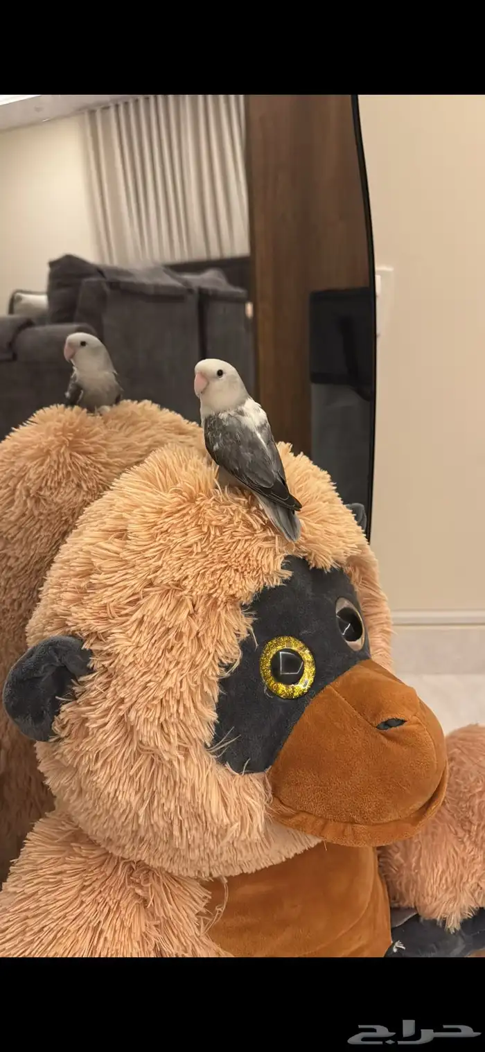 عصفور روز هدد مربيه بنفسي لونه رمادي وابيض وعمره بين السته 0