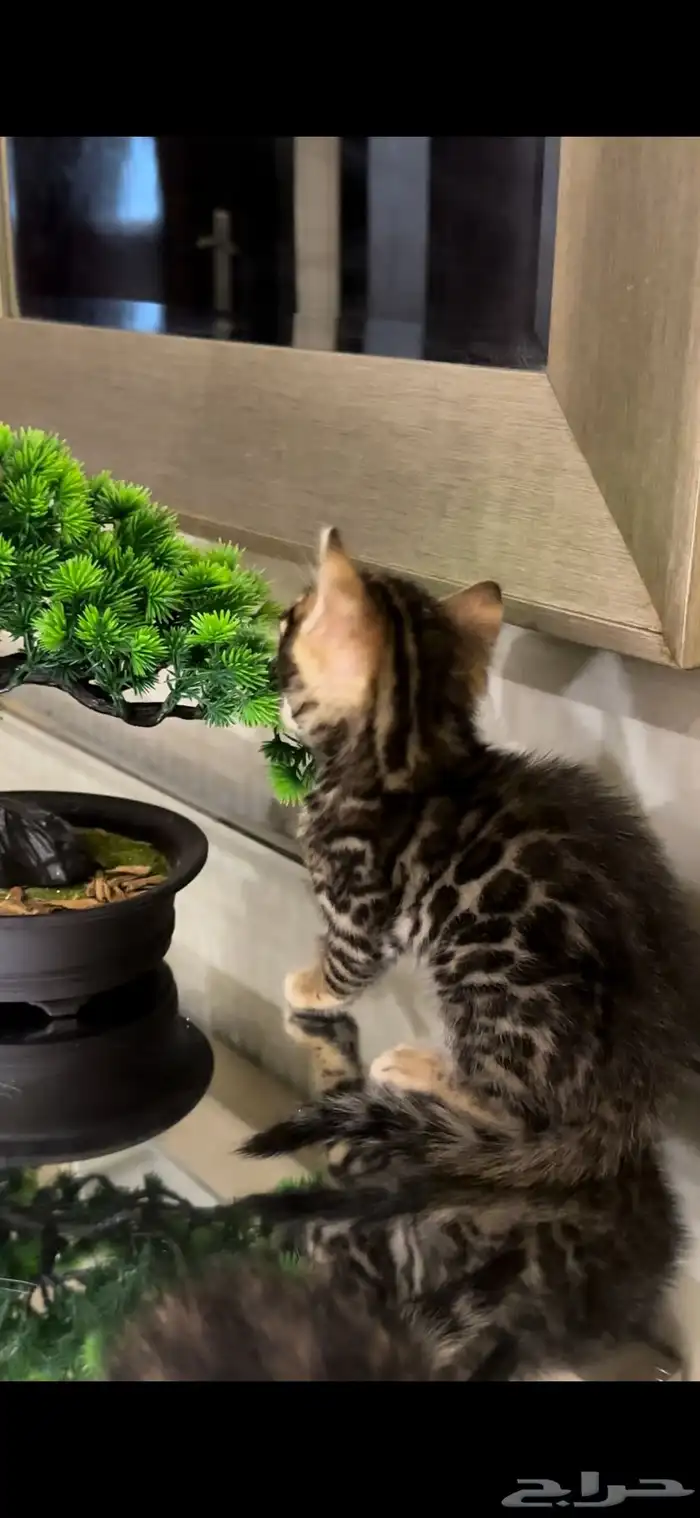 قطط بنغال للبيع مستوى اكثر من قوي ماشاء الله 8