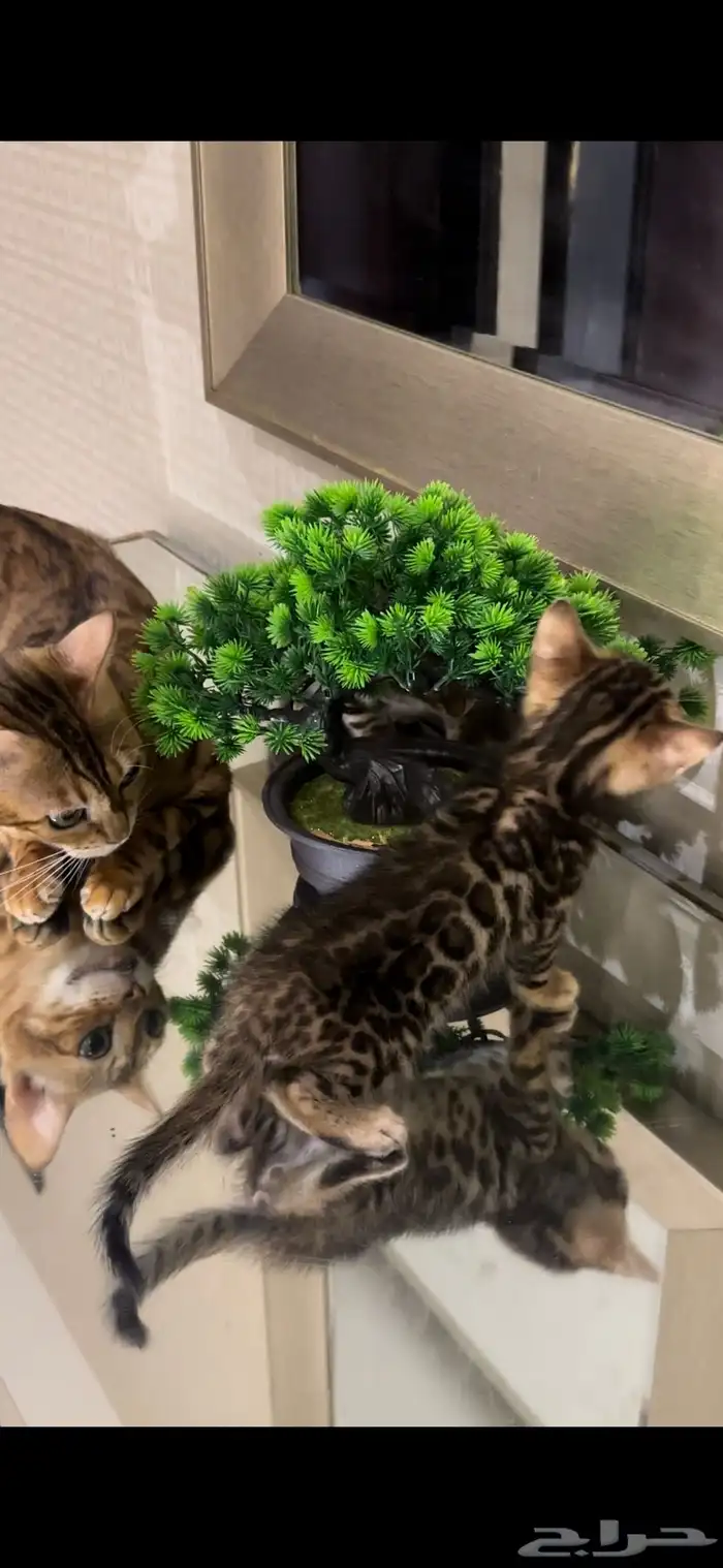 قطط بنغال للبيع مستوى اكثر من قوي ماشاء الله 3
