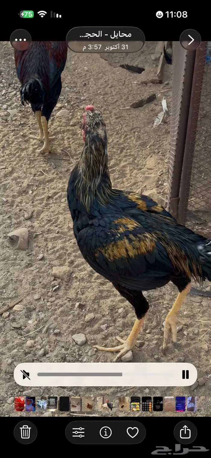 دجاج سندي للبيع 0