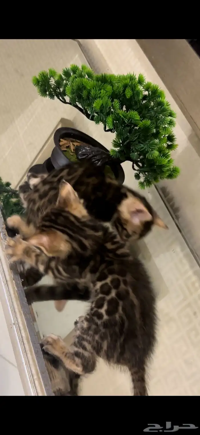 قطط بنغال للبيع مستوى اكثر من قوي ماشاء الله 22