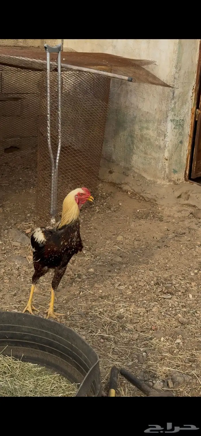 دجاج سندي للبيع 1