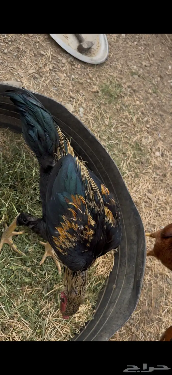 دجاج سندي للبيع 2