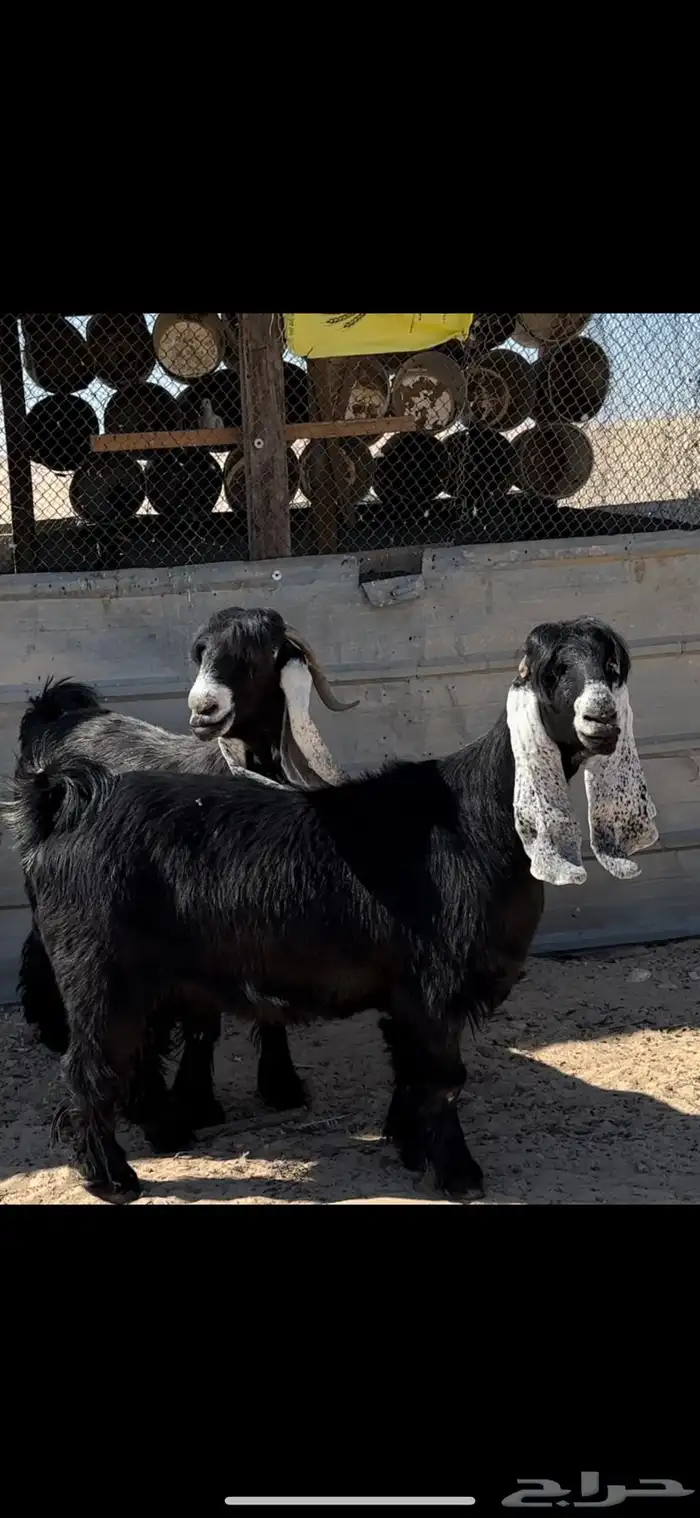 معزا عوارض دفيع طيبة 3