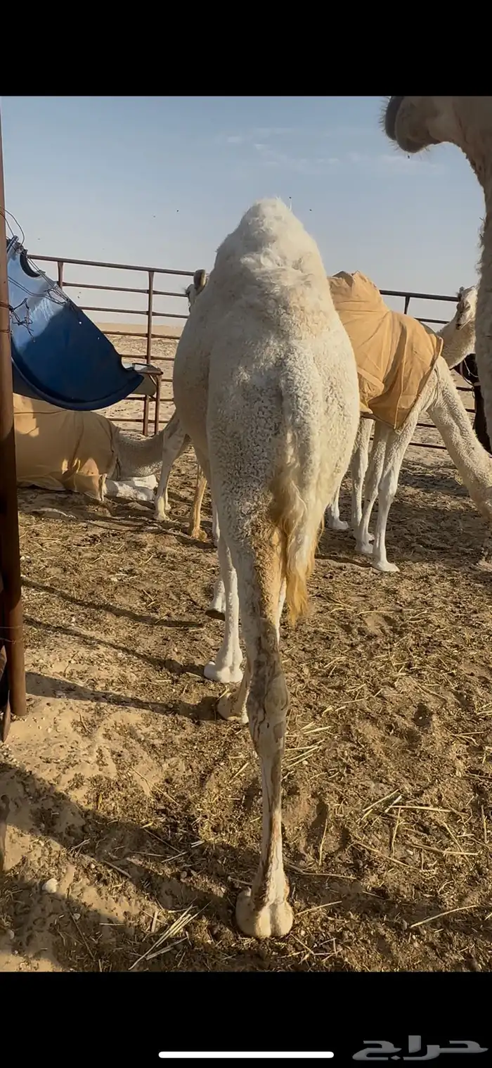 بكره طيبه كفو 5