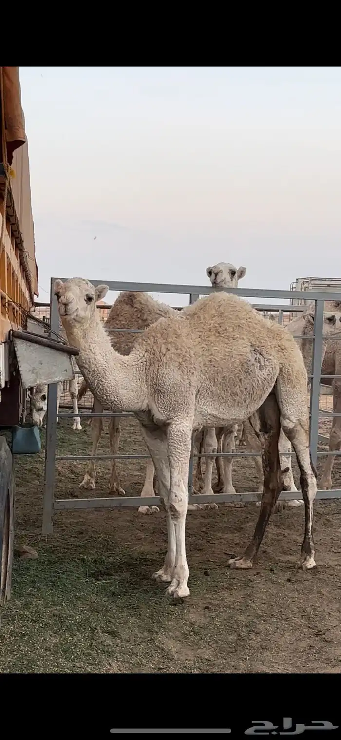 بكار للبيع على حليب 0