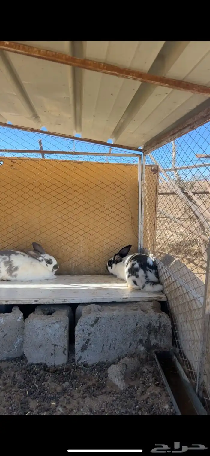 ارانب منتجه بابيون 5