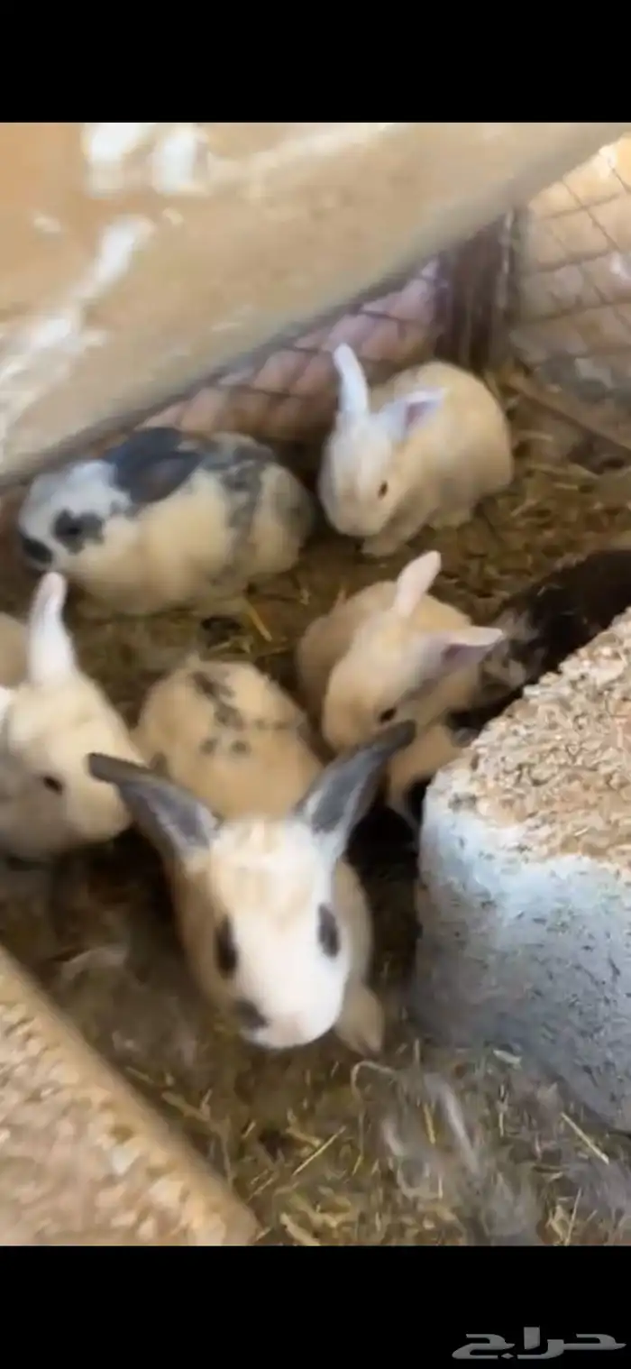 ارانب منتجه بابيون 0