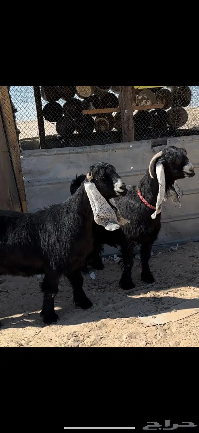 معزا عوارض دفيع طيبة 2