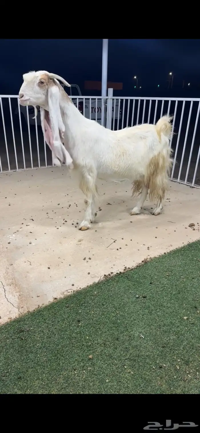 عنز مطوره نادره خصم الخصم تممم البيع 1