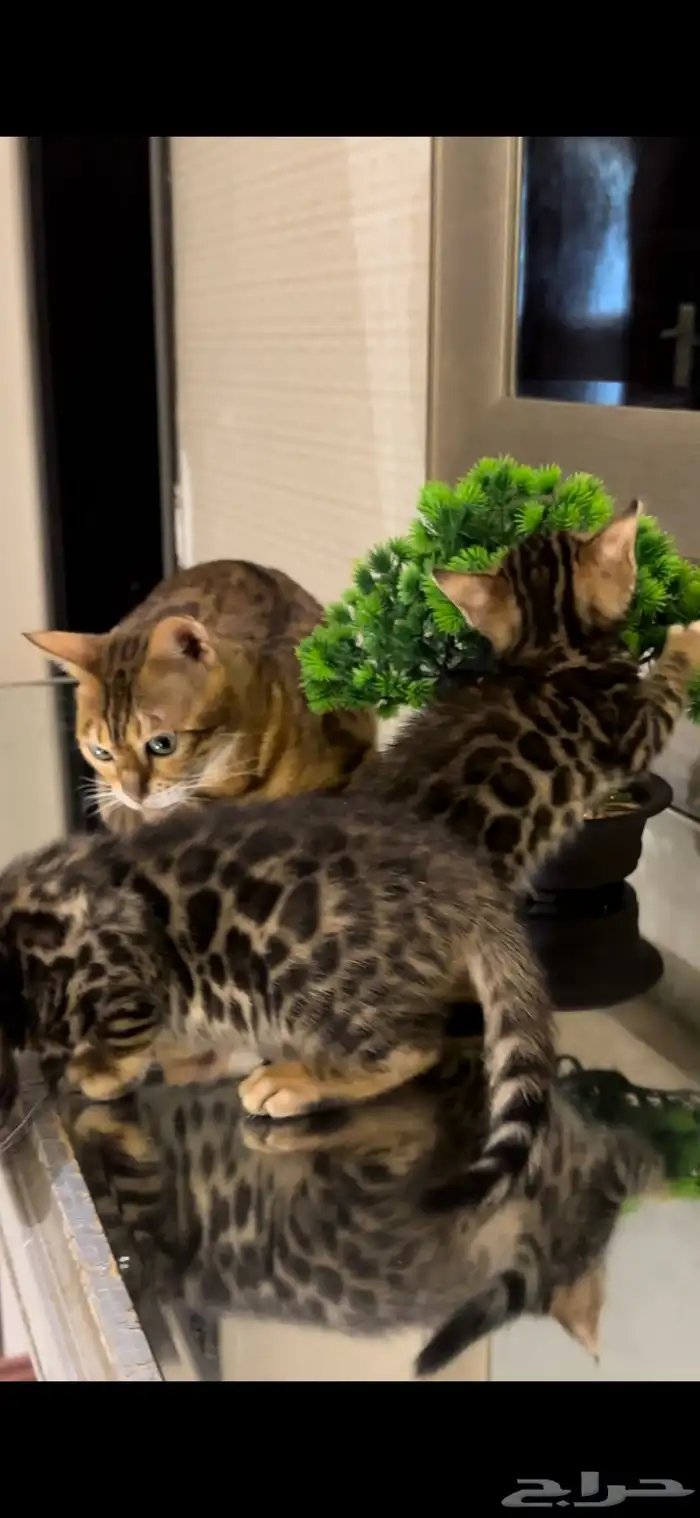 قطط بنغال للبيع مستوى اكثر من قوي ماشاء الله 11