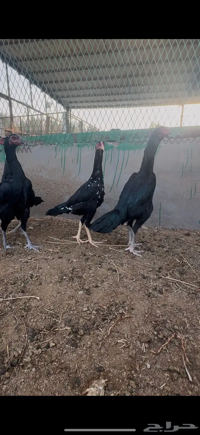 دجاج هجين شامو مستويات تب 4