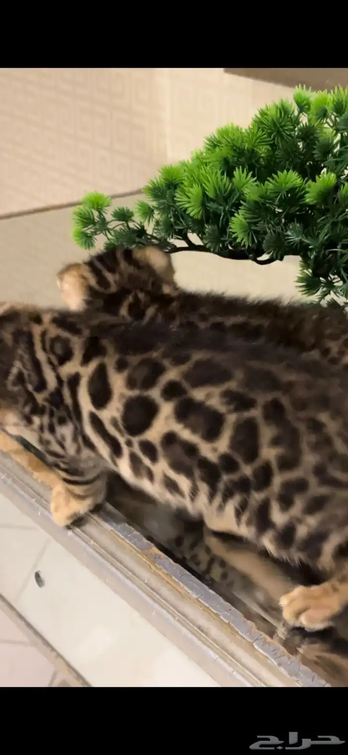 قطط بنغال للبيع مستوى اكثر من قوي ماشاء الله 20