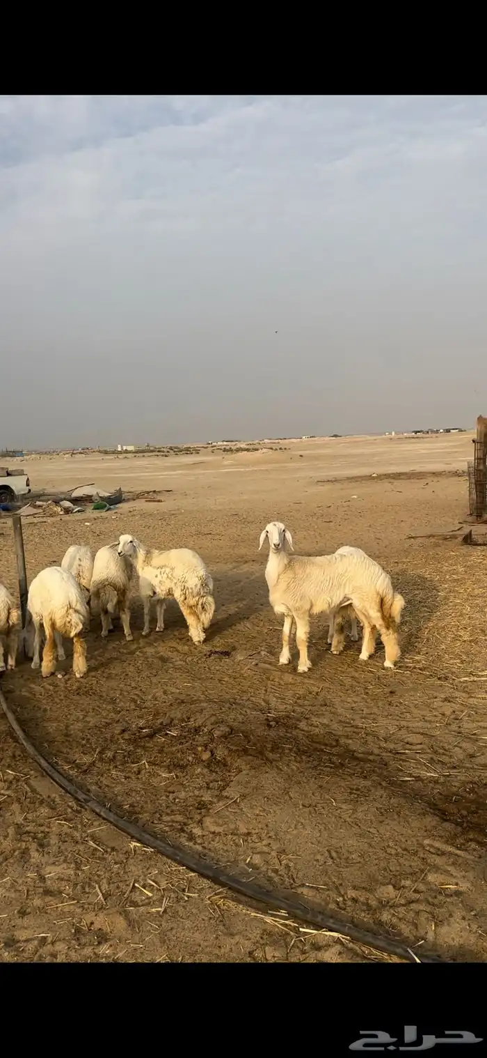 جذعات حريات صنف 0