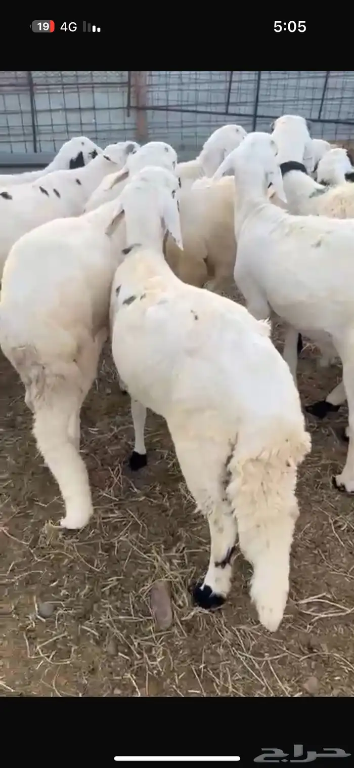 سواكن مرابي 1