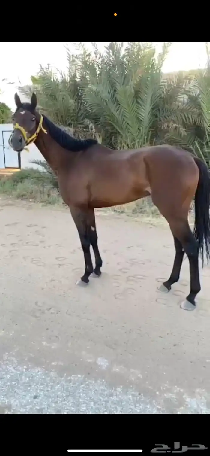 حصان انتاج إنجليزي 8