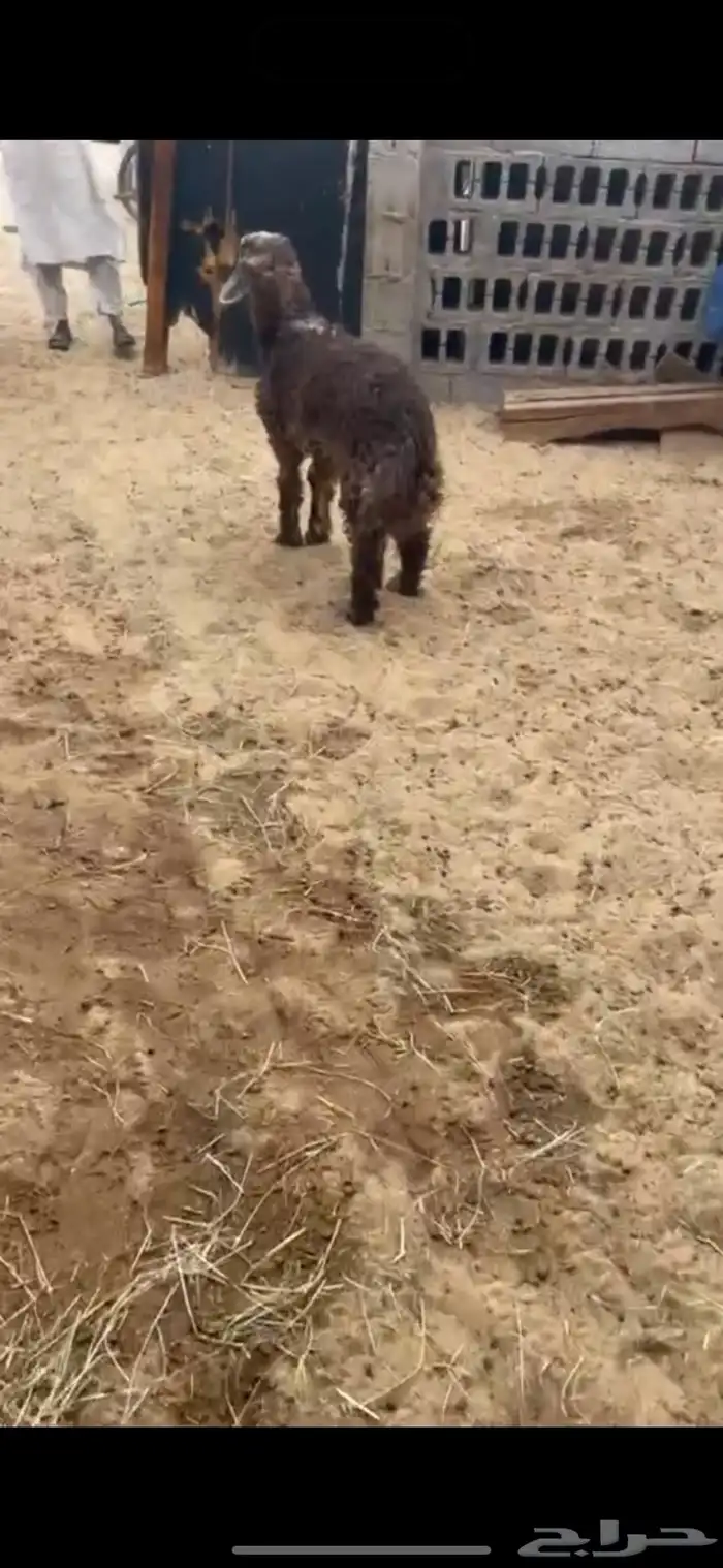 هرافا زبده 1