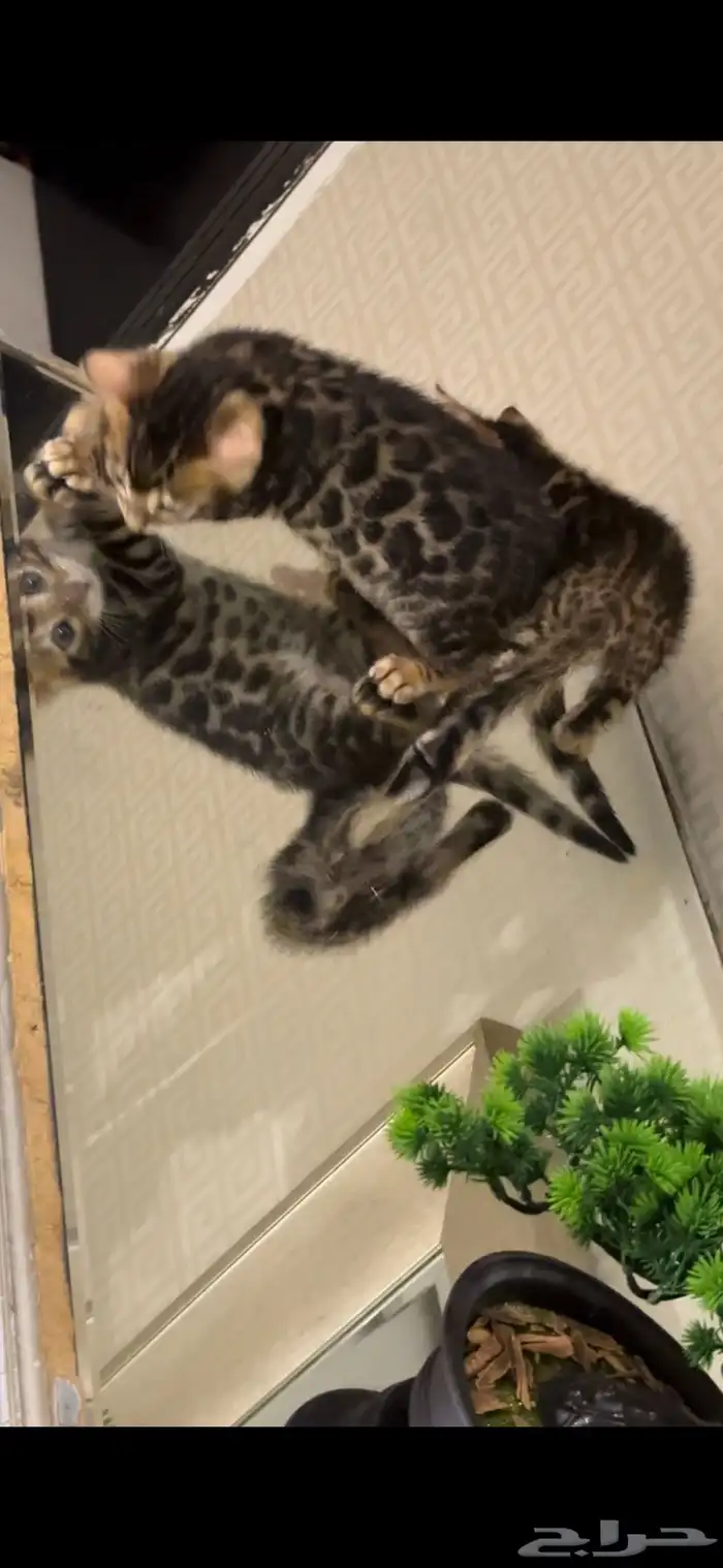 قطط بنغال للبيع مستوى اكثر من قوي ماشاء الله 19