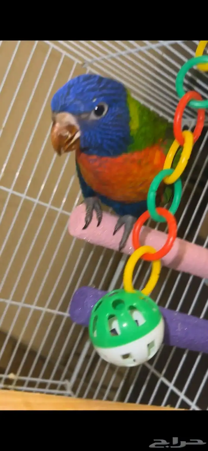 فرخ لوري عمره شهرين مباع 1