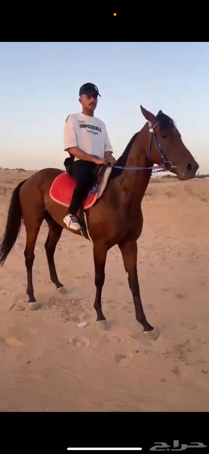 حصان انتاج إنجليزي 7