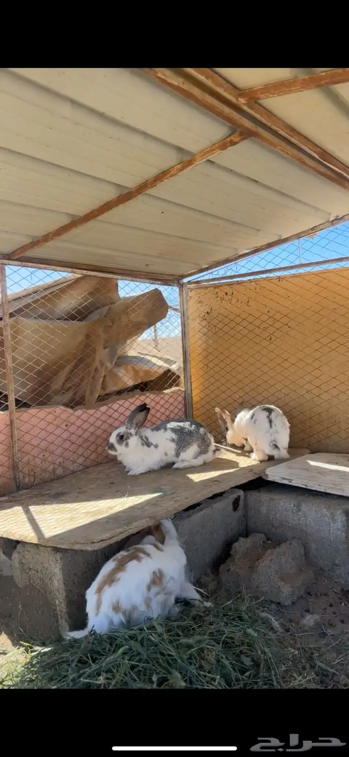 ارانب منتجه بابيون 4