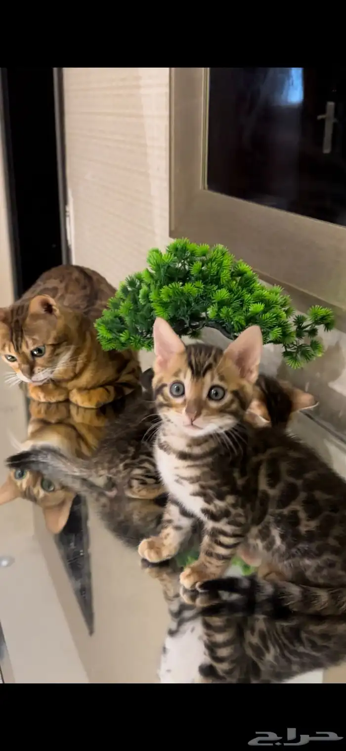 قطط بنغال للبيع مستوى اكثر من قوي ماشاء الله 0