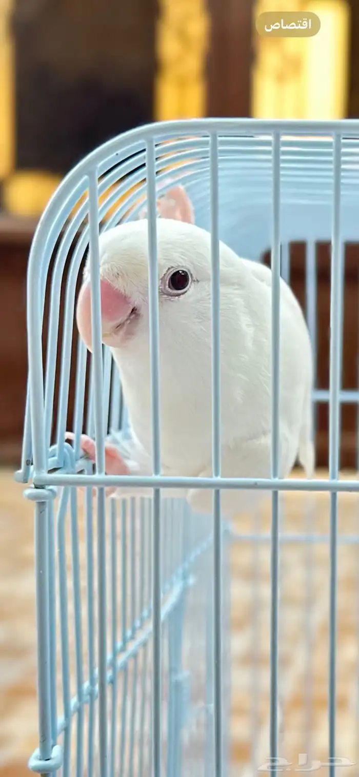 روز البينو مستوى ماشاءالله و بياضين 7