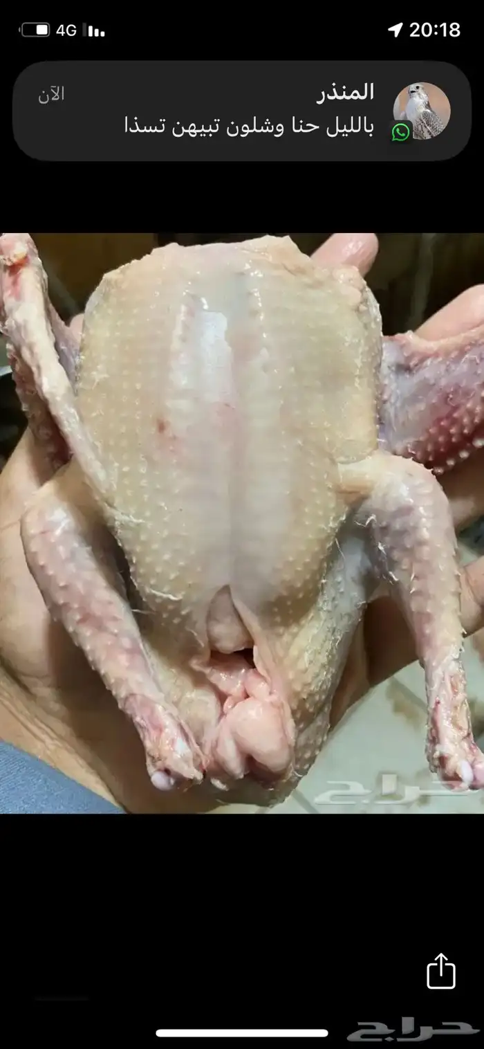 فراخة حمام سلفر 2