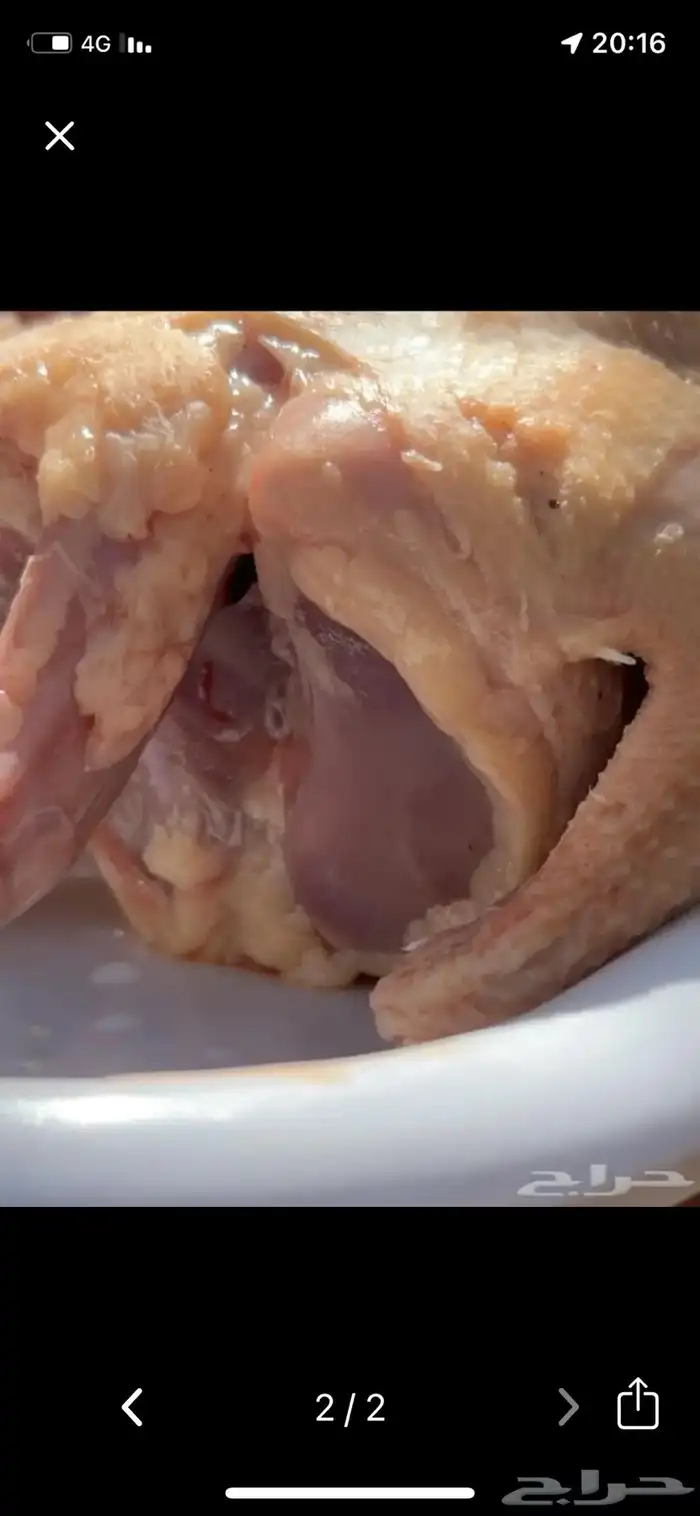 فراخة حمام سلفر 0