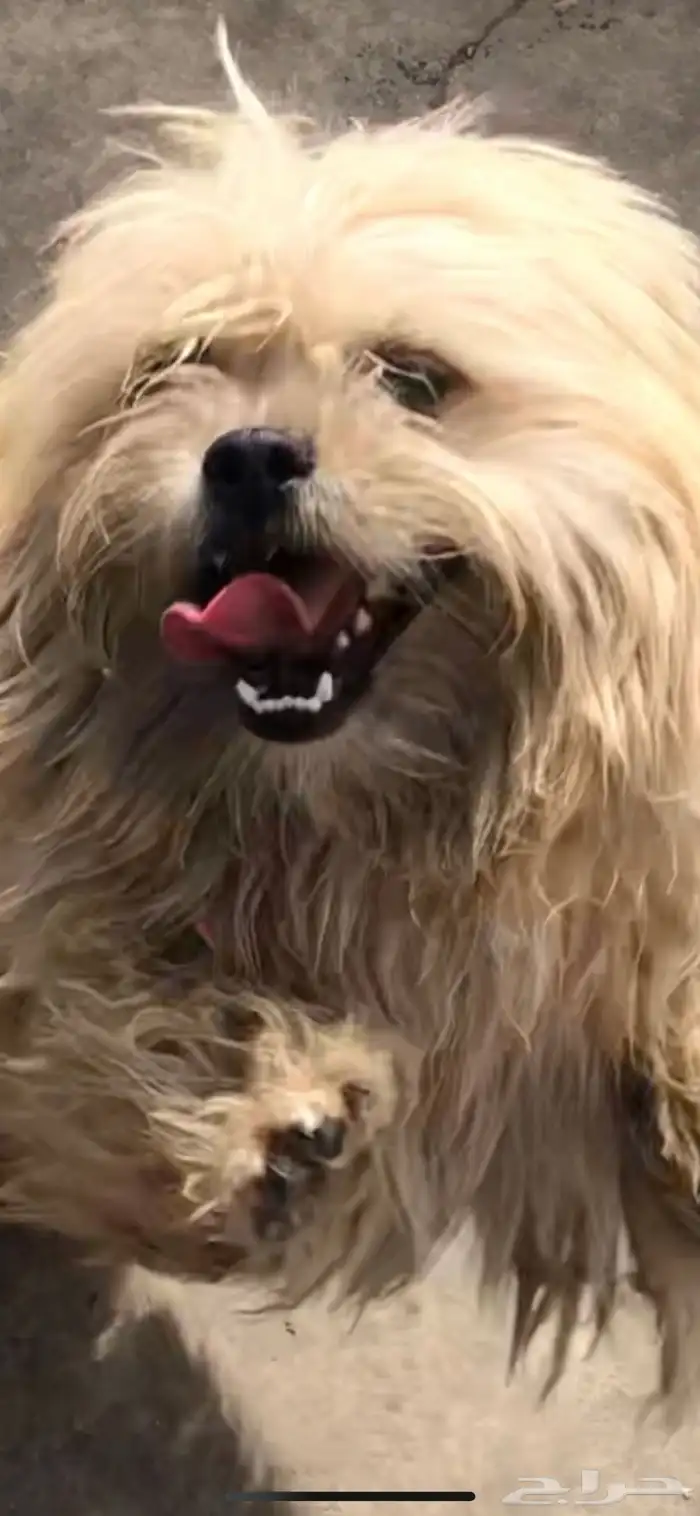 كلب لاسا ابسو للبيع 1